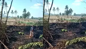 Petani Lansia Tewas Terjebak Kobaran Api Saat Bakar Lahan