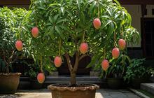 7 Cara Membuat Pohon Mangga Mini dalam Pot yang Cepat Berbuah Lebat, Bisa Panen Meski di Lahan Sempit