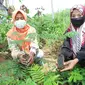 Anggota Masyarakat Peduli Restorasi (MPR) menunjukkan bibit-bibit pohon yang akan ditanam di lahan hutan gambut yang sempat terbakar di tahun 2015 dan 2019 di Kabupaten Musi Banyuasin Sumsel (Liputan6.com / Nefri Inge)