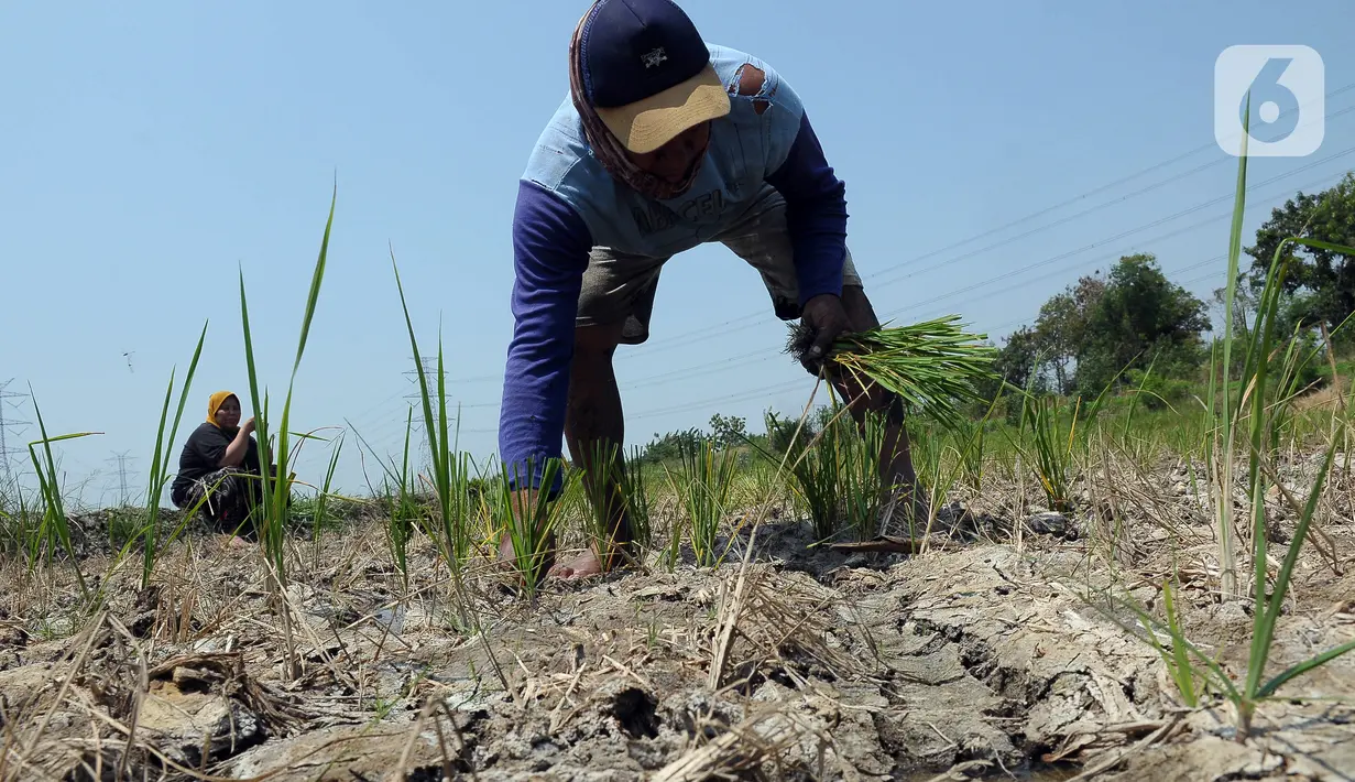 Sari (60) menanam padi pada area persawahan kering di Desa Muara Bakti, Kampung Muara Sepak, Babelan, Bekasi, Jawa Barat, Selasa (5/9/2023). (merdeka.com/Imam Buhori)