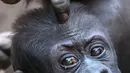 Bayi gorila bernama Kio saat dipijit dibagian kepala oleh ibunya Kumili di kebun binatang di Leipzig, Jerman (7/2). Kio tinggal bersama Diara dan Kianga adik dari ibunya Kumili. (AP Photo / Jens Meyer)