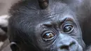 Bayi gorila bernama Kio saat dipijit dibagian kepala oleh ibunya Kumili di kebun binatang di Leipzig, Jerman (7/2). Kio tinggal bersama Diara dan Kianga adik dari ibunya Kumili. (AP Photo / Jens Meyer)