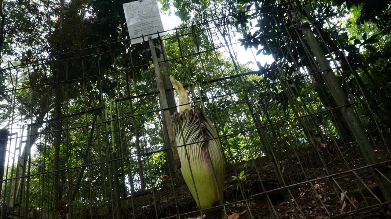 Bunga Bangkai