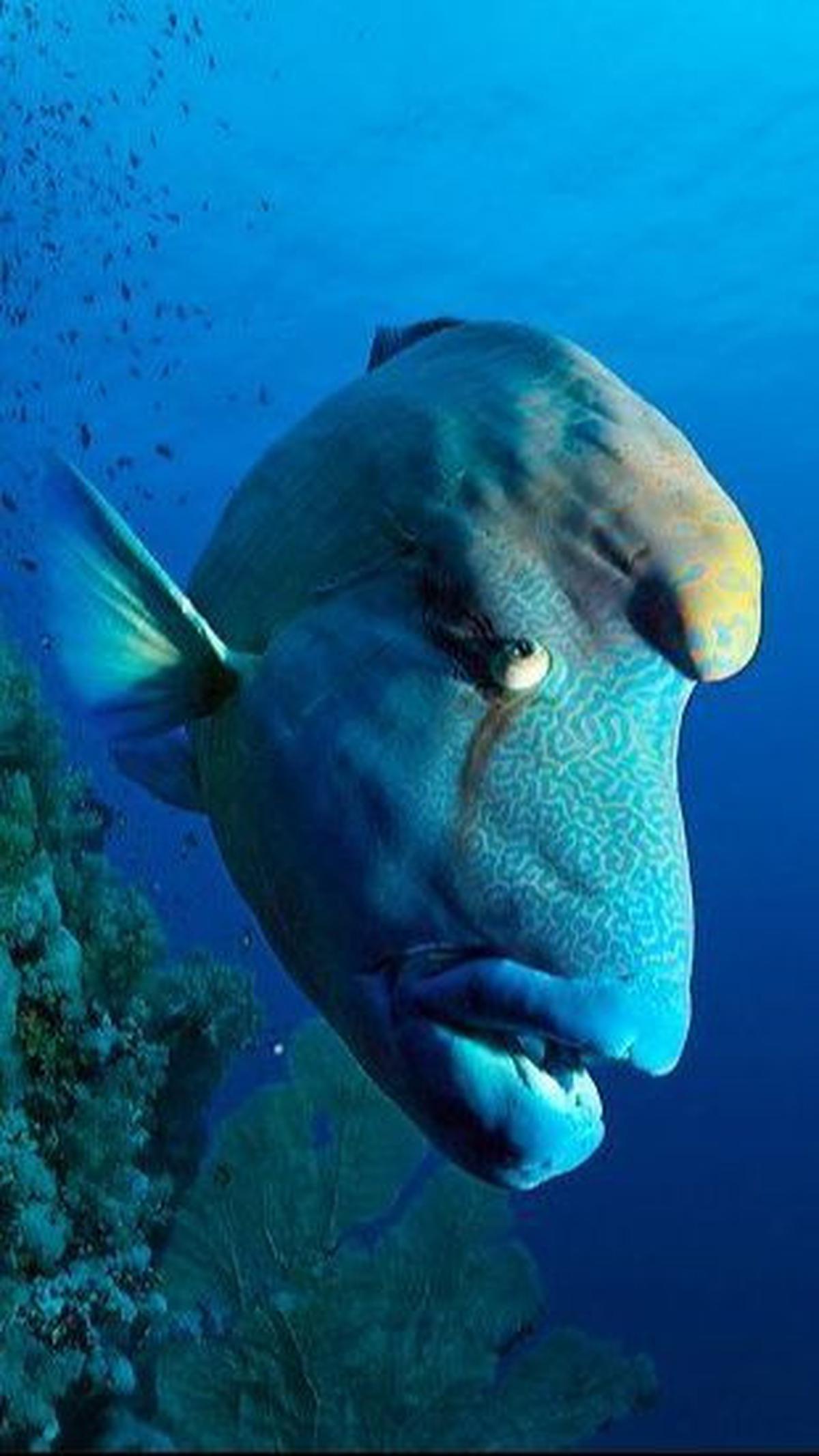 <b>Ikan Wrasses</b>