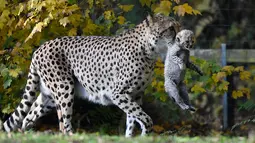 Ibu cheetah, Isantya bembawa salah satu dari tiga bayinya saat dalam kandang di kebun binatang di Muenster, Jerman, Jumat (9/11). Kebun binatang di Muenster terkenal karena pengembangbiakan cheetah yang sukses. (AP Photo/Martin Meissner)