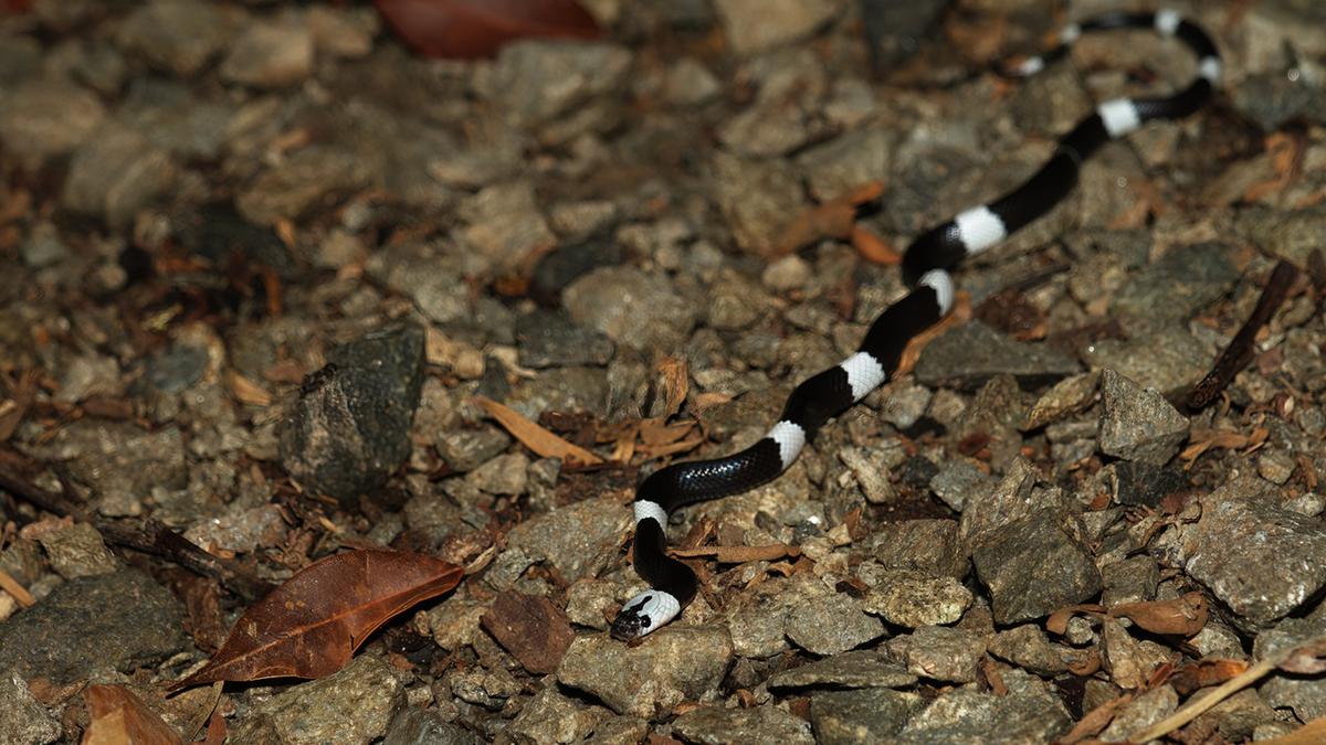 Perbedaan Ular Cicak Belang dan Weling, Kenali Ciri dan Bahayanya Jika Bertemu di Rumah