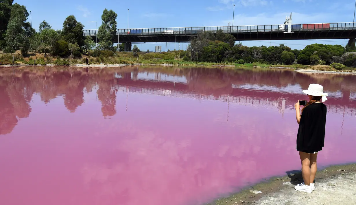 Pengunjung mengambil gambar sebuah danau yang berubah warna menjadi pink di Westgate Park, Melbourne, Australia, Senin (4/3). Warna tersebut merupakan campuran dari udara hangat, cahaya matahari, sedikit hujan dan tingginya kadar garam. (William WEST/AFP)