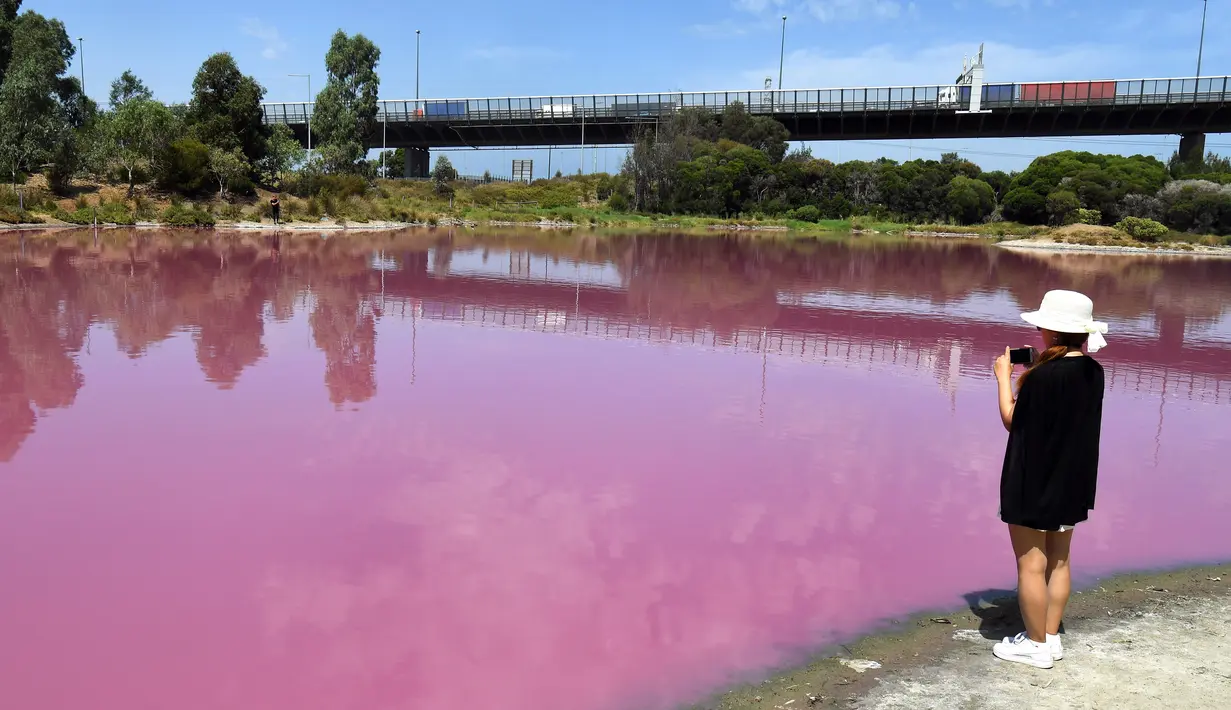 Pengunjung mengambil gambar sebuah danau yang berubah warna menjadi pink di Westgate Park, Melbourne, Australia, Senin (4/3). Warna tersebut merupakan campuran dari udara hangat, cahaya matahari, sedikit hujan dan tingginya kadar garam. (William WEST/AFP)