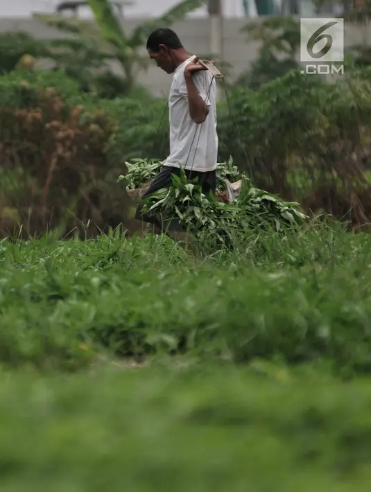 Petani saat memikul hasil panen di perkebunan sayur kawasan Sunter, Jakarta, Selasa (9/7/2019). Perkebunan di kawasan Sunter ini merupakan salah satu pemasok sayuran seperti bayam, kangkung, sawi, dan kemangi di pasar tradisional yang berada di utara Jakarta. (merdeka.com/Iqbal S. Nugroho)