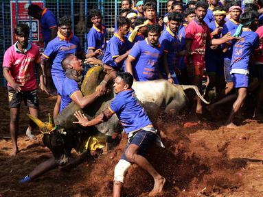 Seorang peserta India mencoba menaklukkan seekor banteng di festival tahunan menjinakkan banteng, Jallikattu, di Desa Avaniyapuram di pinggiran Madurai, Negara Bagian Tamil Nadu, India, pada 15 Januari 2020. (Xinhua/Stringer)
