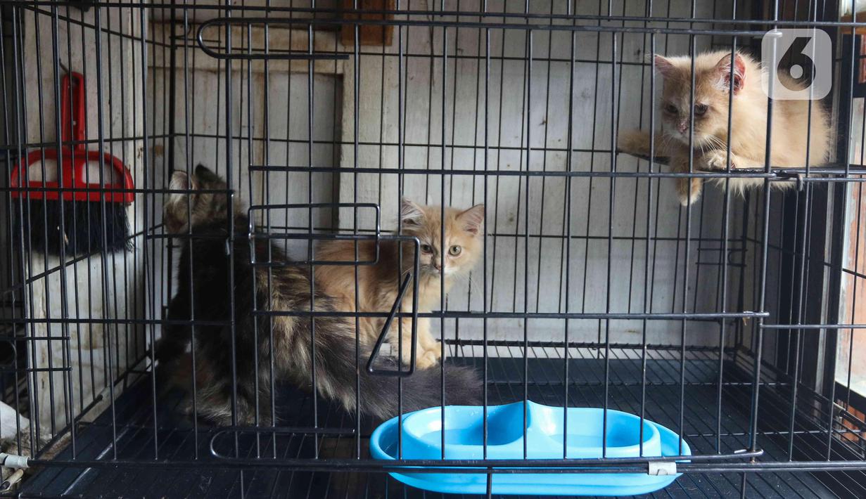 Sejumlah kucing berada di dalam kandanganya di Pasar Barito, Jakarta, Senin (28/3/2022). Sudin KPKP Jakarta Selatan melakukan inspeksi kesehatan hewan di Pasar Barito meliputi penyemprotan disinfektan, pemeriksaan kesehatan hewan dan vaksinasi rabies gratis. (Liputan6.com/Herman Zakharia)