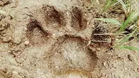 Jejak harimau Sumatera bikin warga resah (Liputan6.com / M.Syukur)