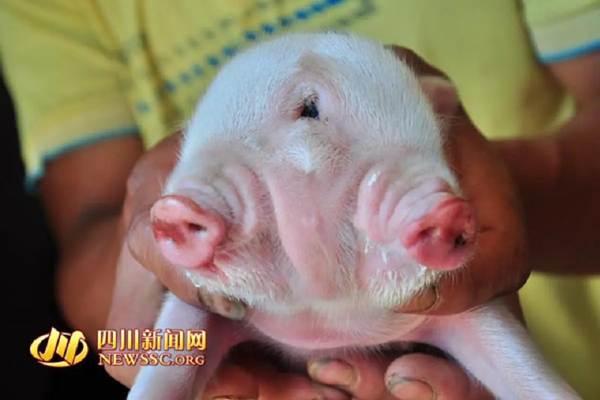 Anak Babi dengan Dua Kepala dan Tiga Mata Gegerkan China