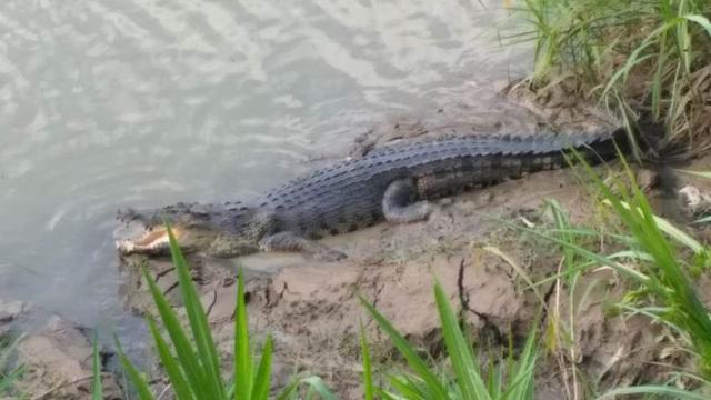 Ilustrasi - Buaya muara di Sungai Luk Ulo, Kebumen. (Foto: Liputan6.com/Mulyadi/Muhamad Ridlo)