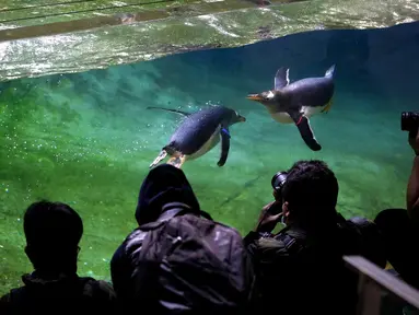 Fotografer mengambil foto penguin Gentoo saat berenang di kandangnya di Taman Pairi Daiza di Cambron-Casteau, Belgia, Senin (5/7/2021).  Pairi Daiza, salah satu kebun binatang terbesar di Eropa itu menambahkan 10 ekor penguin Gentoo sebagai koleksinya. (AP Photo/Virginia Mayo)