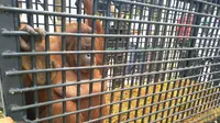 Hore, Kebun Binatang Medan Kedatangan Penghuni Baru