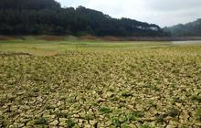 Ini waduk terbesar di Kebumen yang dilanda kekeringan parah