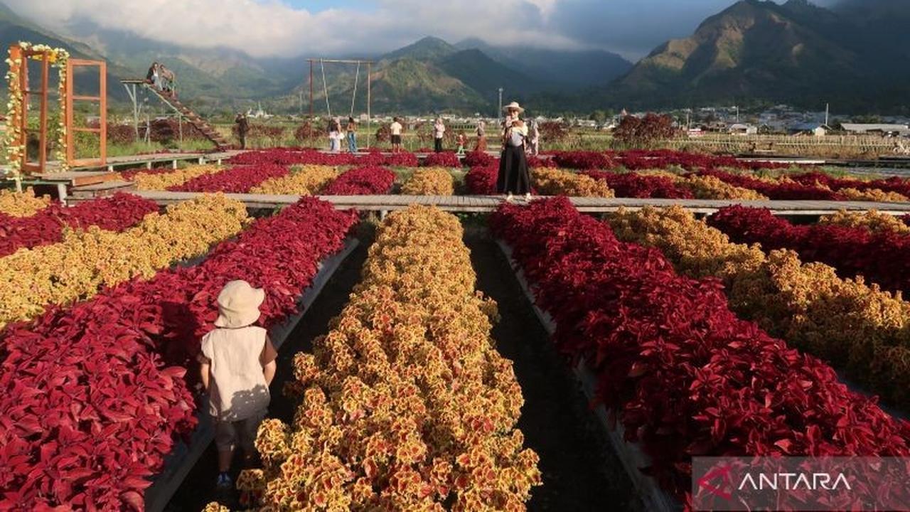 Beyond Rinjani: Menjelajahi Pesona Tersembunyi Wisata Sembalun NTB yang Eksotis