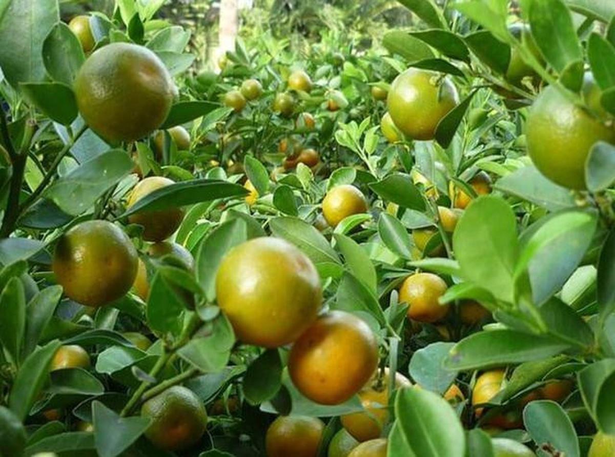 Jenis Pohon Jeruk yang Buahnya Kecil tapi Lebat