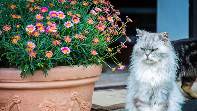 Kucing Pintar Ini Bantu Bukakan Jendela Buat Pemiliknya