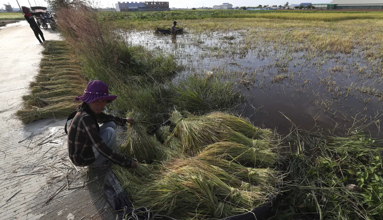 Seorang petani mengumpulkan seikat batang padi untuk dikeringkan di trotoar selama musim panen di desa Svay Bork di luar Phnom Penh, Kamboja, Selasa (3/11/2020). Petani Kamboja mulai memanen padi setelah musim hujan. (AP Photo/Heng Sinith)