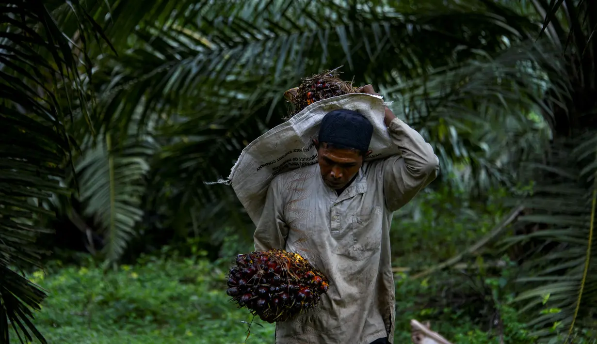 Seorang pekerja membawa cangkang sawit di sebuah perkebunan sawit di Sampoiniet, provinsi Aceh (7/3/2021). Kelapa sawit merupakan tanaman perkebunan yang memiliki produksi terbesar di Kabupaten Aceh. (AFP Photo/Chaideer Mahyuddin)