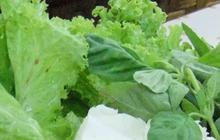 Kisah Sayur Lalap Khas Sunda yang Jarang Diketahui, Pernah Selamatkan Orang Belanda di Zaman Perang