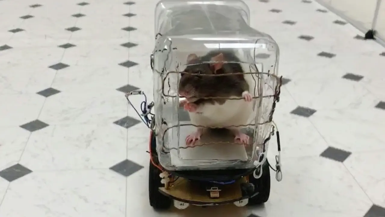 Tikus penelitian University of Richmond (AFP/University of Richmond)