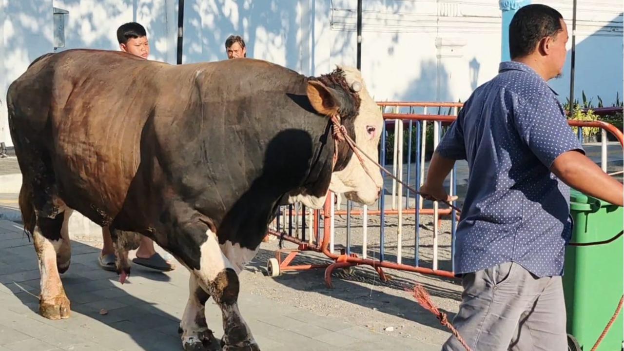 Ini Sosok Janaka, Sapi Jumbo Seberat 1,19 Ton Bantuan Prabowo di Masjid Agung Solo