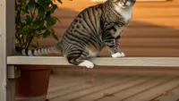 Cara Mengusir Kucing Liar Dengan Cuka Dari Halaman Rumah, Efektif dan Manusiawi