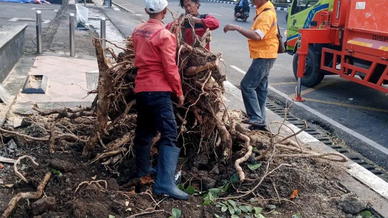 Pemkot Semarang Tangani Dampak Hujan Disertai Angin Kencang, Dalam Semalam 86 Pohon Tumbang Dievakuasi
