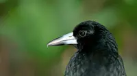 Burung butcherbird. (dok. Unsplash/David Clode)