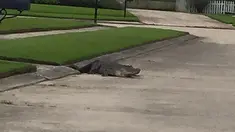 Seekor buaya berkeliaran di pemukiman warga di La Place, Lousiana, AS, Sabtu (5/9/2015). Buaya tersebut masuk melalui saluran air (Dailymail)