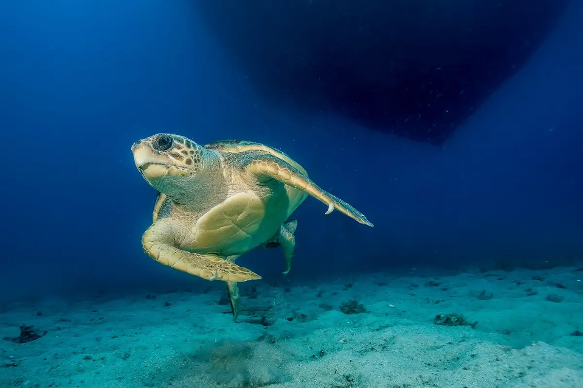 Caretta Caretta