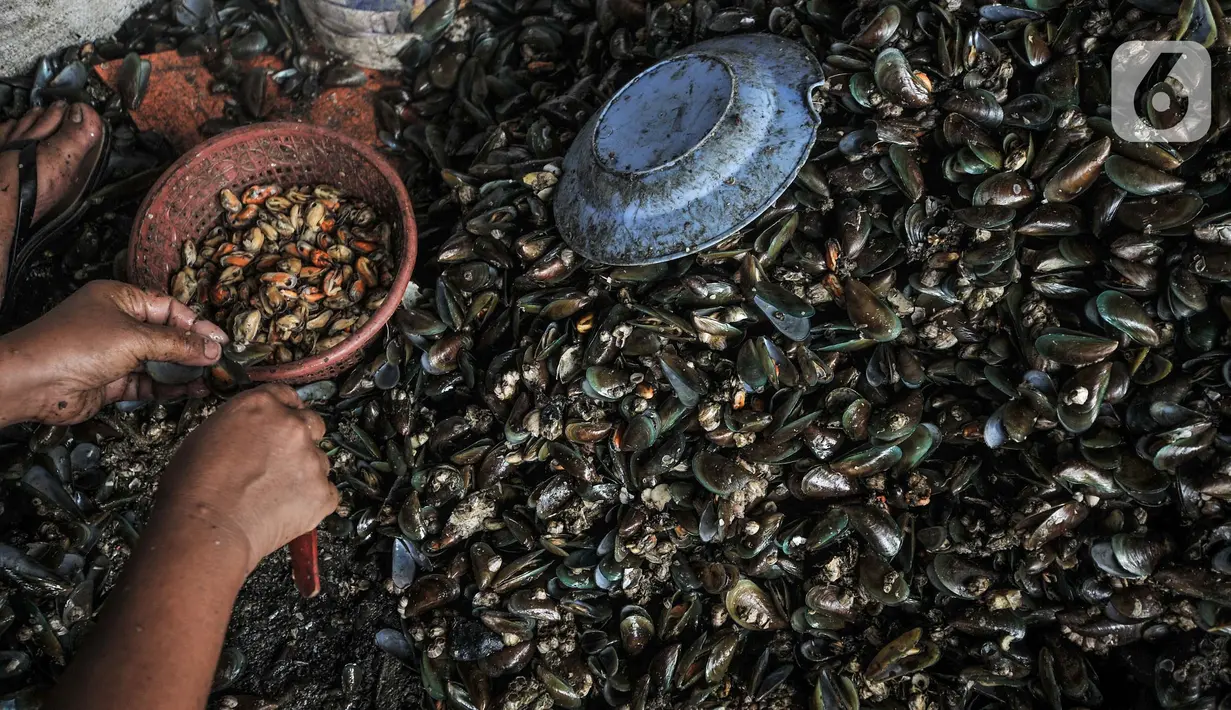 Aktivitas pekerja saat mengupas kerang hijau di Kalibaru, Cilincing, Jakarta Utara, Minggu (13/6/2021). Biasanya mereka diupah Rp3.500 per 1 Kg daging kerang yang dikumpulkan atau dalam sehari para pengupas mampu mendapatkan Rp35.000. (merdeka.com/Iqbal S. Nugroho)