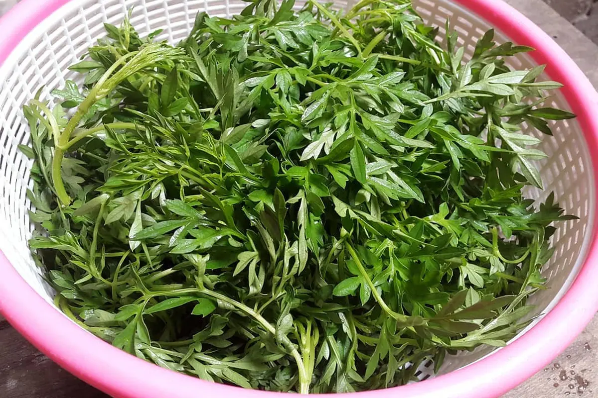 Hanya dengan Dua Bahan, Begini Cara Rebus Daun Kenikir dengan Cepat, dan Tetap Hijau Segar