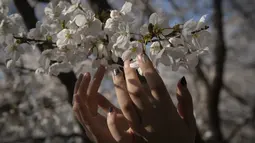 Pengunjung melihat dan menyentuh bunga sakura yang bermekaran di Taman Yuyuantan, Beijing, 24 Maret 2019. Di taman tersebut ditanam sebanyak 2.000 pohon sakura dari 18 jenis yang bermekaran setiap musim semi pada akhir bulan Maret sampai April. (Nicolas ASFOURI / AFP)