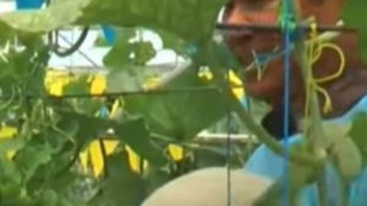 Petani Muda Semarang Ini Sukses Budidaya Melon di Tengah Kota, Pecahkan Rekor Dunia