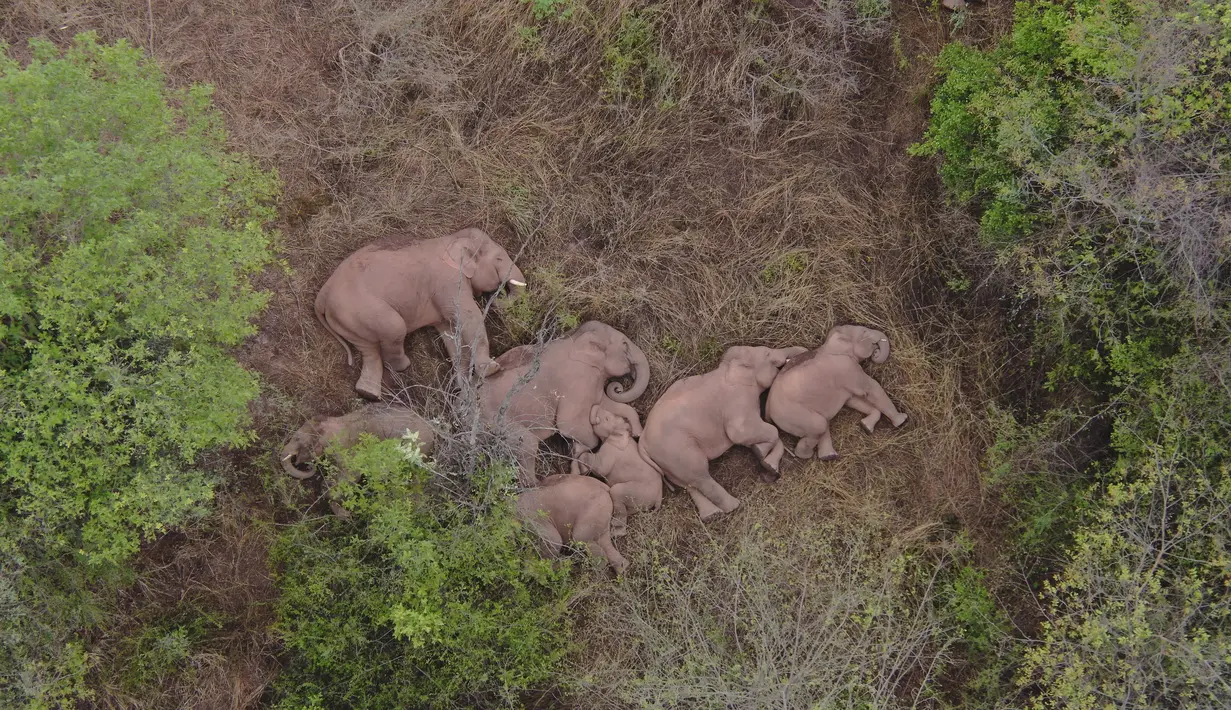 Dalam foto udara yang diambil 7 Juni 2021 ini sekawanan gajah yang bermigrasi beristirahat di dekat Kotapraja Xinyang di Distrik Jinning kota Kunming di Provinsi Yunnan, China barat daya. Kawanan gajah liar itu beristirahat setelah berjalan sejauh 500 km. (Yunnan Forest Fire Brigade via AP)