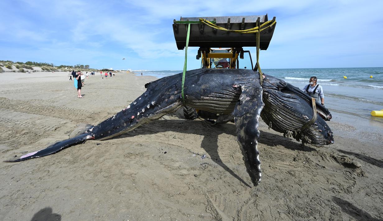 Alat berat mengevakuasi seekor paus bungkuk yang terdampar di pantai Carnon dekat La Grande-Motte, Prancis selatan, Rabu (27/5/2021). Paus bungkuk sepanjang tujuh meter (23 kaki) itu dievakuasi dari pantai dan harus menjalani autopsi untuk menentukan penyebab kematian. (Pascal GUYOT/AFP)