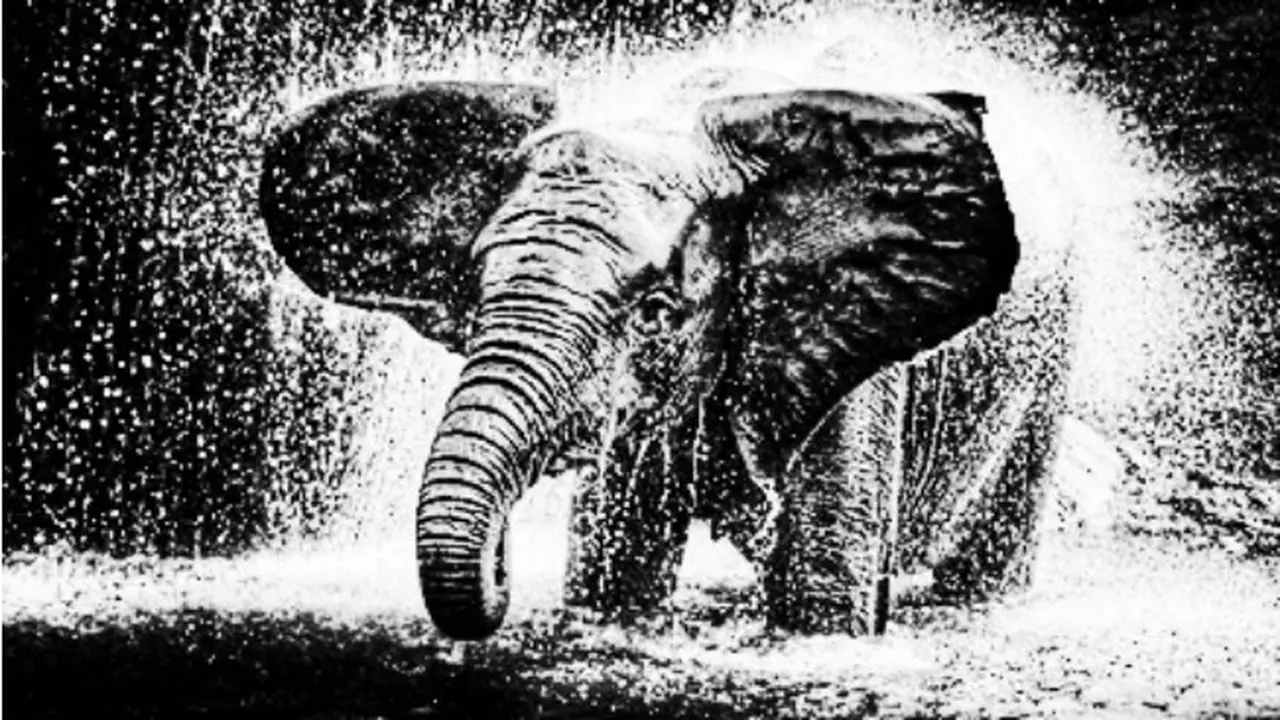 Ilustrasi Gajah