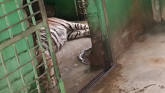 Si Manis