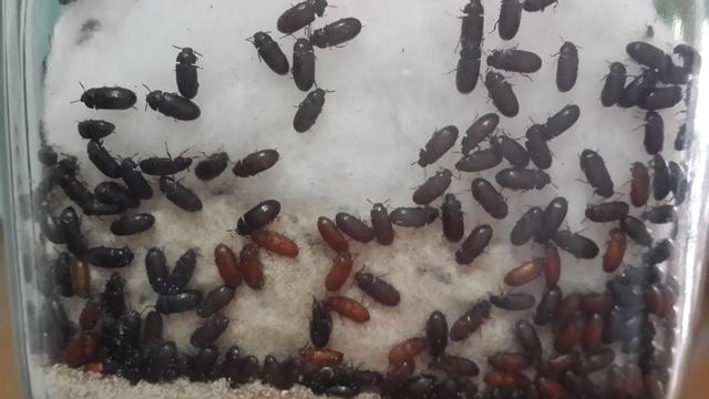 Cara Mengkonsumsi Semut Jepang untuk Pengobatan, Pahami Manfaatnya - Hot  Liputan6.com