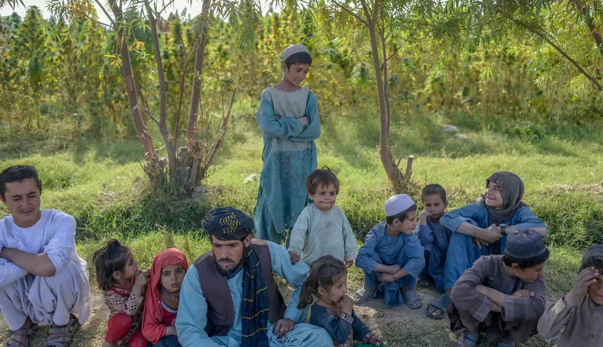 Seorang pria beristirahat bersama anak-anak di samping ladang ganja pinggiran Kandahar, Afghanistan, 28 Oktober 2021. Taliban bersumpah akan menindak perdagangan obat-obatan terlarang yang sebagian besar memicu pemberontakan mereka yang berhasil. (BULENT KILIC/AFP)