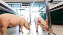 Anak babi saat menyusuri supermarket Casino di Sarlat, Perancis barat daya, setelah para petani melepaskannya sebagai bentuk demo di supermarket tersebut, Kamis (20/8/2015). (AFP PHOTO/Yohan Bonnet)