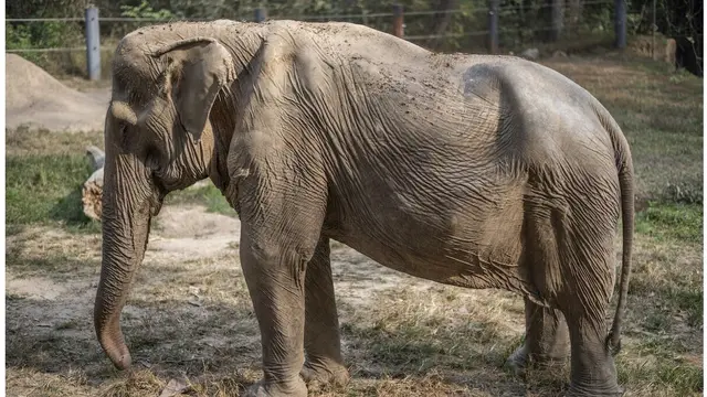 Tulang Belakang Gajah di Thailand Ini Cacat Permanen Usai Selama 25 Tahun Angkut Turis