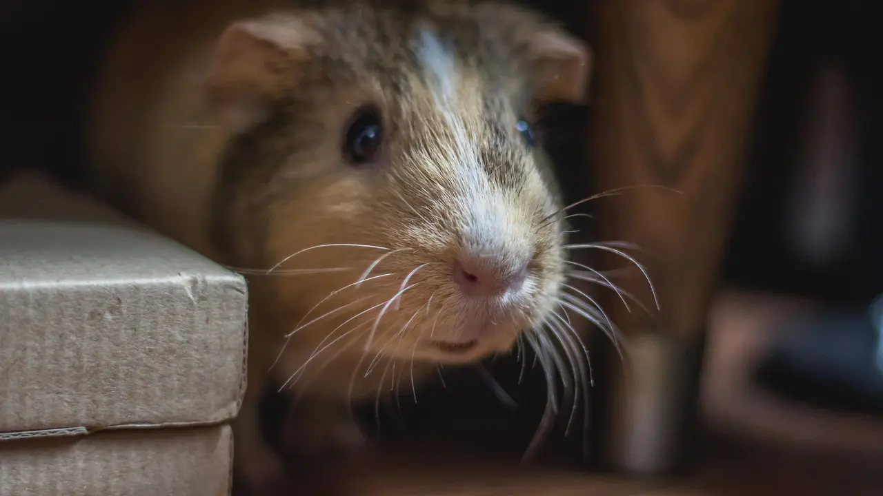 Cara Membasmi Tikus
