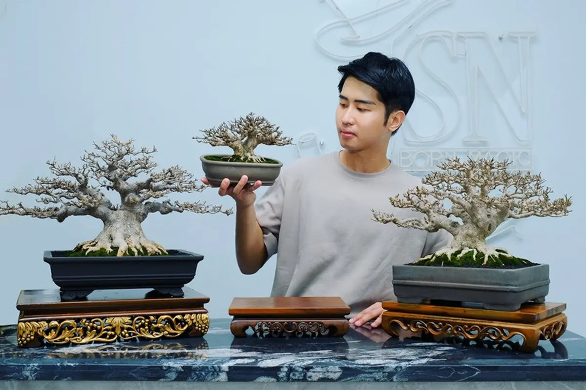 Pesulap Jusin Clasic Jadi Kolektor Bonsai Termuda
