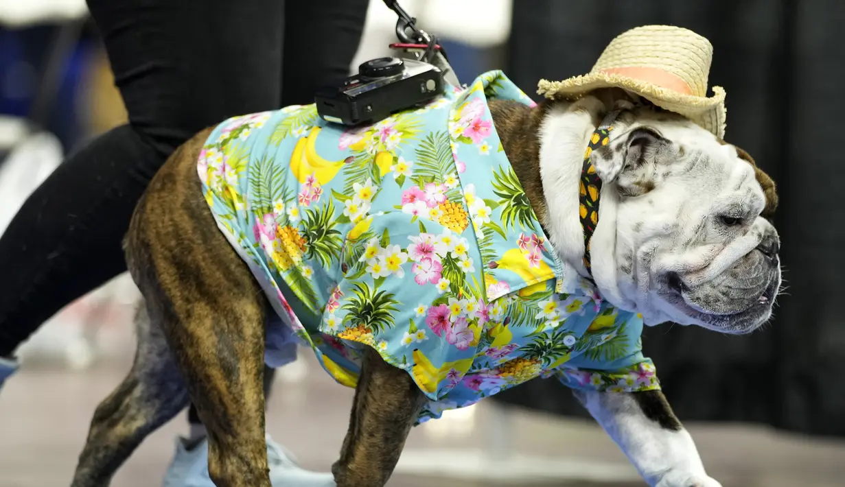 <p>Winston Bishop, milik Sarah Warga, berjalan melintasi panggung saat penjurian pada kontes "Drake Relays Beautiful Bulldog" tahunan di Des Moines, Iowa, 25 April 2022. Kontes ini dimulai dari perayaan Drake Relays di Universitas Drake di mana seekor bulldog adalah maskotnya. (AP Photo/Charlie Neibergall)</p>