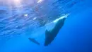 Paus pilot sirip pendek terlihat di Laut China Selatan pada 20 Juli 2020. Akademi Ilmu Pengetahuan China pada 28 Juli 2020 mengatakan tim peneliti China menemukan 11 spesies paus di Laut China Selatan selama ekspedisi ilmiah laut dalam. (Xinhua/Zhang Liyun)